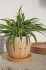 Winkee - Crying Plant Pot - Urtepotteskjuler
