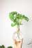 Winkee - Hydro Vase Flora