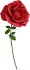 Xxl Rose