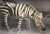 Zebra Figur - Model Series - Animal Universe - 16X9 5X11 Cm