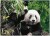 Mal Efter Tal - Voksne Og Børn - Panda - Lærred - Zieler