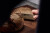 Zwilling - Spectrum Brødkniv - Sort - 20 Cm